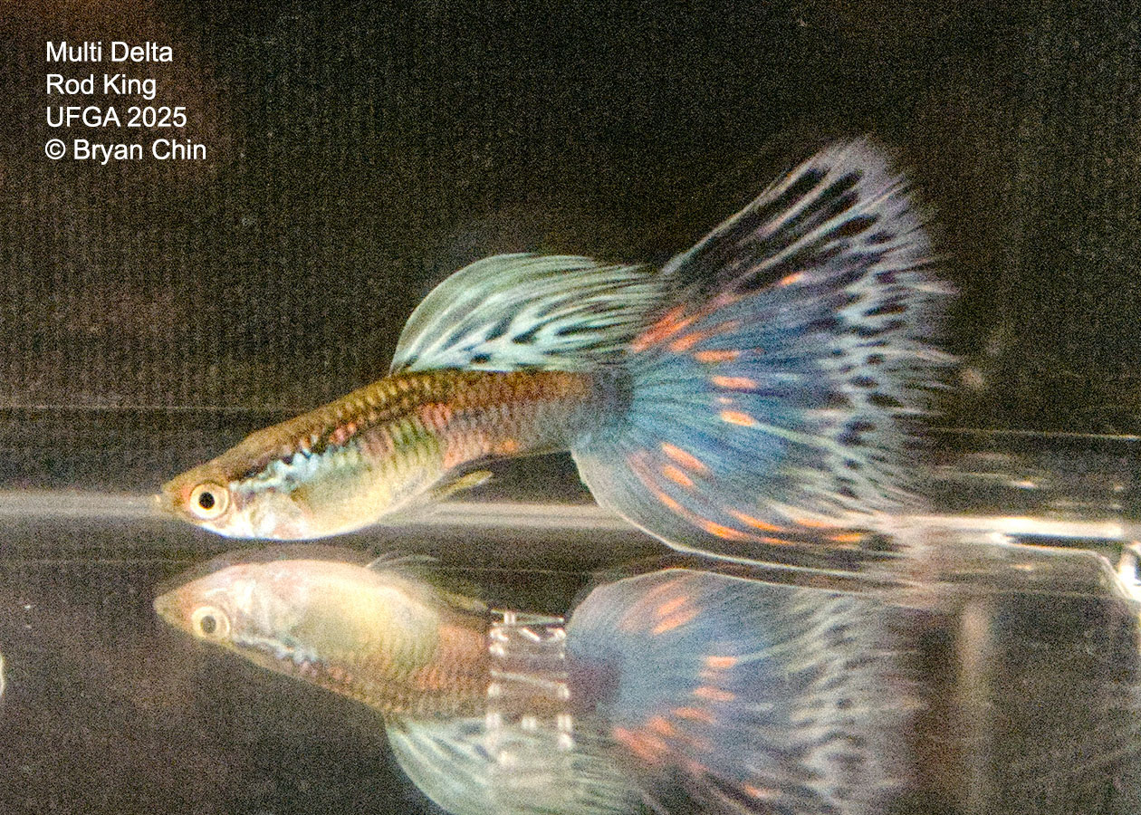 Guppy Muliti color